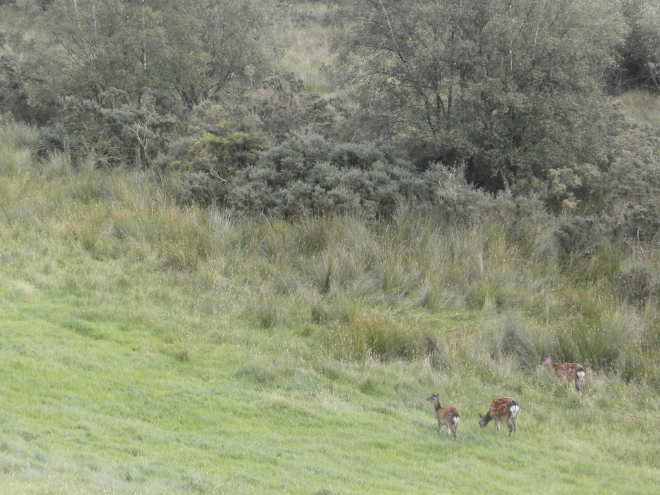 OLYMPUS DIGITAL CAMERA